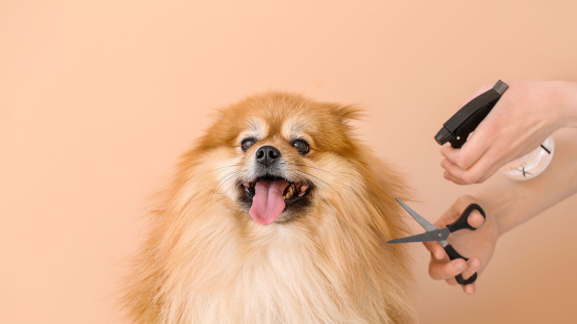 Pet grooming